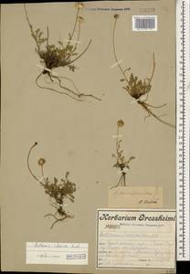 Anthemis cretica subsp. iberica (M. Bieb.) Grierson, Caucasus, Armenia (K5) (Armenia)