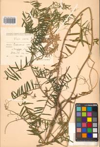 Vicia cracca L., Siberia, Russian Far East (S6) (Russia)
