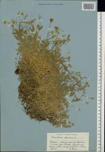 Cerastium alpinum L., Eastern Europe, Northern region (E1) (Russia)