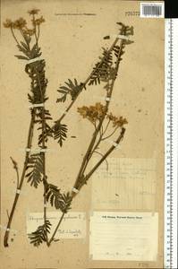 Tanacetum corymbosum subsp. corymbosum, Eastern Europe, Eastern region (E10) (Russia)