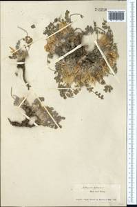 Astragalus hypogaeus Ledeb., Middle Asia, Dzungarian Alatau & Tarbagatai (M5) (Kazakhstan)
