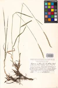 Leymus multicaulis (Kar. & Kir.) Tzvelev, Eastern Europe, Moscow region (E4a) (Russia)