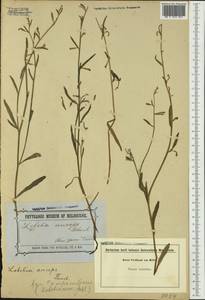 Lobelia anceps L.f., Australia & Oceania (AUSTR) (Australia)