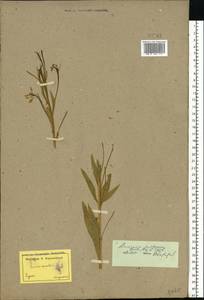 Armoracia rusticana P. Gaertn., B. Mey. & Scherb., Eastern Europe, Central forest-and-steppe region (E6) (Russia)