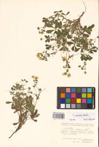 Potentilla cinerea subsp. incana (G. Gaertn., B. Mey. & Scherb.) Asch., Eastern Europe, Eastern region (E10) (Russia)