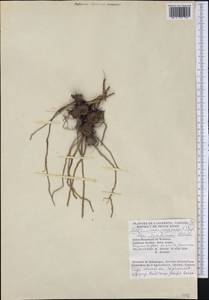 Maianthemum racemosum subsp. amplexicaule (Nutt.) LaFrankie, America (AMER) (Canada)