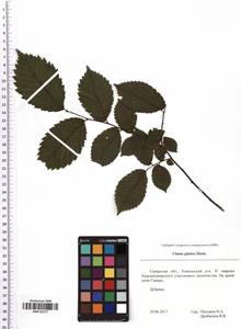 Ulmus glabra Huds., Eastern Europe, Middle Volga region (E8) (Russia)