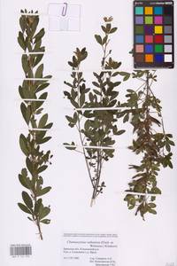 Chamaecytisus ruthenicus (Fisch. ex Woł.) Klásk., Eastern Europe, Western region (E3) (Russia)