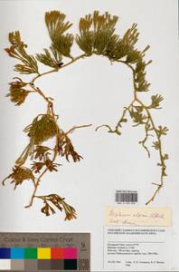 Diphasiastrum alpinum (L.) Holub, Siberia, Western Siberia (S1) (Russia)