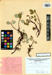Salix reticulata L., Siberia, Central Siberia (S3) (Russia)