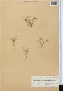 Spergularia diandra (Guss.) Boiss., Middle Asia, Karakum (M6) (Turkmenistan)
