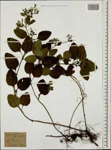 Clinopodium grandiflorum subsp. grandiflorum, Caucasus, Georgia (K4) (Georgia)