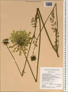 Daucus carota L., South Asia, South Asia (Asia outside ex-Soviet states and Mongolia) (ASIA) (Cyprus)