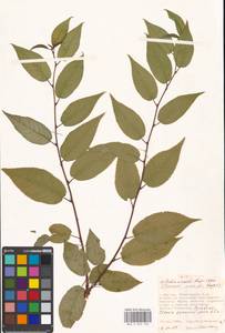 Prunus glandulifolia Rupr., Eastern Europe, Moscow region (E4a) (Russia)