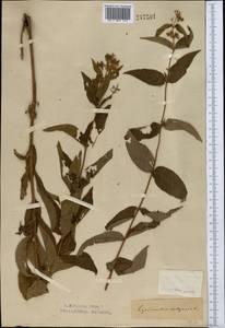 Lysimachia vulgaris L., Middle Asia, Northern & Central Kazakhstan (M10) (Kazakhstan)