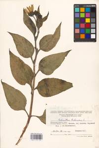 Helianthus tuberosus L., Eastern Europe, Moscow region (E4a) (Russia)