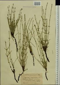 Equisetum ramosissimum Desf., Eastern Europe, Lower Volga region (E9) (Russia)