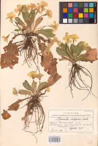 Primula vulgaris Huds., Crimea (KRYM) (Russia)
