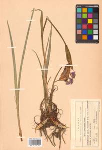 Iris laevigata Fisch., Siberia, Russian Far East (S6) (Russia)