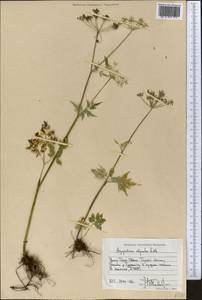 Aegopodium alpestre Ledeb., Middle Asia, Northern & Central Tian Shan (M4) (Kyrgyzstan)