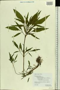 Bidens radiata Thuill., Eastern Europe, North-Western region (E2) (Russia)