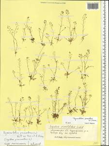 Hornungia procumbens (L.) Hayek, Eastern Europe, Lower Volga region (E9) (Russia)