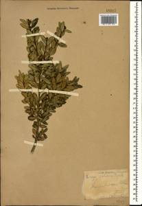 Buxus sempervirens L., Caucasus, Stavropol Krai, Karachay-Cherkessia & Kabardino-Balkaria (K1b) (Russia)
