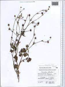 Ranunculus marginatus d'Urv., Caucasus, Krasnodar Krai & Adygea (K1a) (Russia)