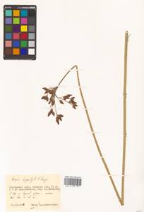Schoenoplectus lacustris subsp. hippolyti (V.I.Krecz.) Kukkonen, Siberia, Russian Far East (S6) (Russia)