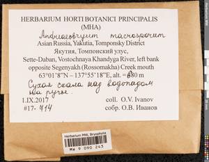 Andreaeobryum macrosporum Steere & B.M. Murray, Bryophytes, Bryophytes - Yakutia (B19) (Russia)
