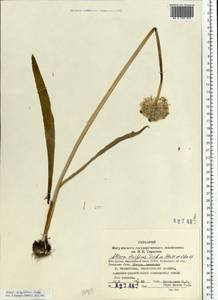 Allium tulipifolium Ledeb., Eastern Europe, Middle Volga region (E8) (Russia)