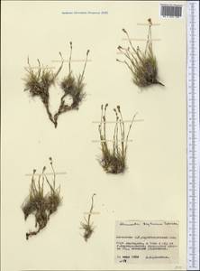 Sabulina kryloviana (Schischk.) Dillenb. & Kadereit, Middle Asia, Northern & Central Kazakhstan (M10) (Kazakhstan)