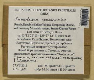 Anomobryum concinnatum (Spruce) A. Jaeger, Bryophytes, Bryophytes - Yakutia (B19) (Russia)