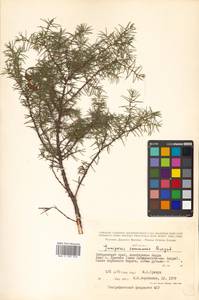 Juniperus communis var. saxatilis Pall., Siberia, Russian Far East (S6) (Russia)