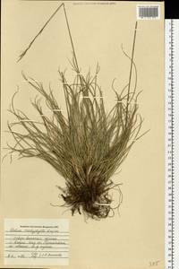 Festuca trachyphylla (Hack.) Hack., Eastern Europe, Central region (E4) (Russia)