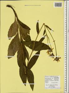 Senecio kolenatianus C. A. Mey., Caucasus, Krasnodar Krai & Adygea (K1a) (Russia)