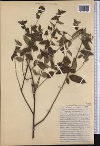 Sida rhombifolia, America (AMER) (Peru)