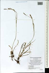 Carex panicea L., Eastern Europe, North-Western region (E2) (Russia)