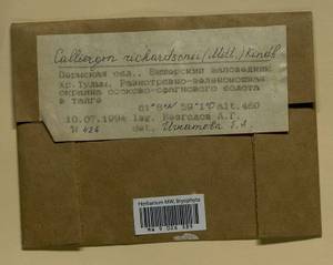 Calliergon richardsonii (Mitt.) Kindb. ex G. Roth, Bryophytes, Bryophytes - Permsky Krai, Udmurt Republic, Sverdlovsk & Kirov Oblasts (B8) (Russia)