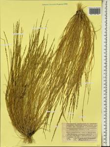 Eragrostis ciliaris (L.) R.Br., Africa (AFR) (Seychelles)
