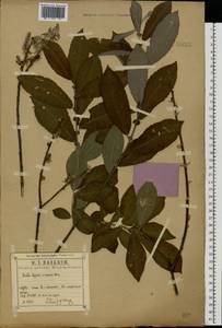 Salix caprea × cinerea, Eastern Europe, Central region (E4) (Russia)