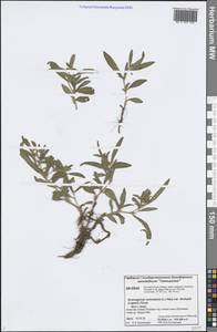 Koenigia ocreata (L.) T. M. Schust. & Reveal, Siberia, Central Siberia (S3) (Russia)