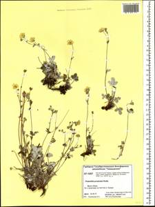 Potentilla ×prostrata Rottb., Siberia, Central Siberia (S3) (Russia)