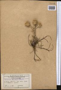 Cousinia smirnowii Trautv., Middle Asia, Kopet Dag, Badkhyz, Small & Great Balkhan (M1) (Turkmenistan)