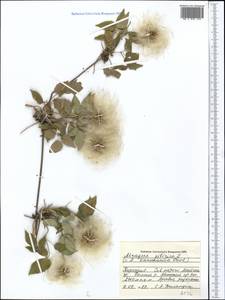 Clematis sibirica (L.) Mill., Middle Asia, Pamir & Pamiro-Alai (M2) (Kyrgyzstan)