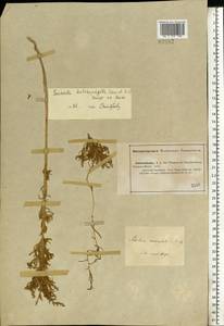 Suaeda heterophylla (Kar. & Kir.) Boiss., Eastern Europe, Lower Volga region (E9) (Russia)