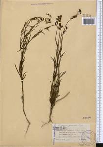 Linaria bungei Kuprian., Middle Asia, Northern & Central Tian Shan (M4) (Kyrgyzstan)