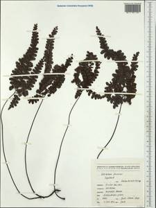 Adiantum fournieri Copel., Australia & Oceania (AUSTR) (New Caledonia)
