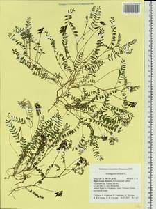 Astragalus alpinus, Siberia, Baikal & Transbaikal region (S4) (Russia)