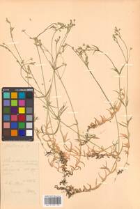 Stellaria graminea L., Siberia, Russian Far East (S6) (Russia)